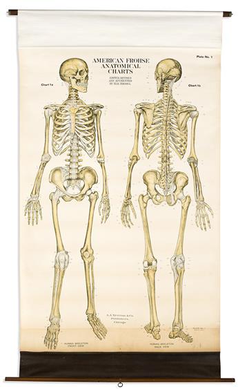 (ANATOMY.) Max Brodel; and A.J. Nystrom & Co. Group of 9 American Frohse Anatomical Charts.